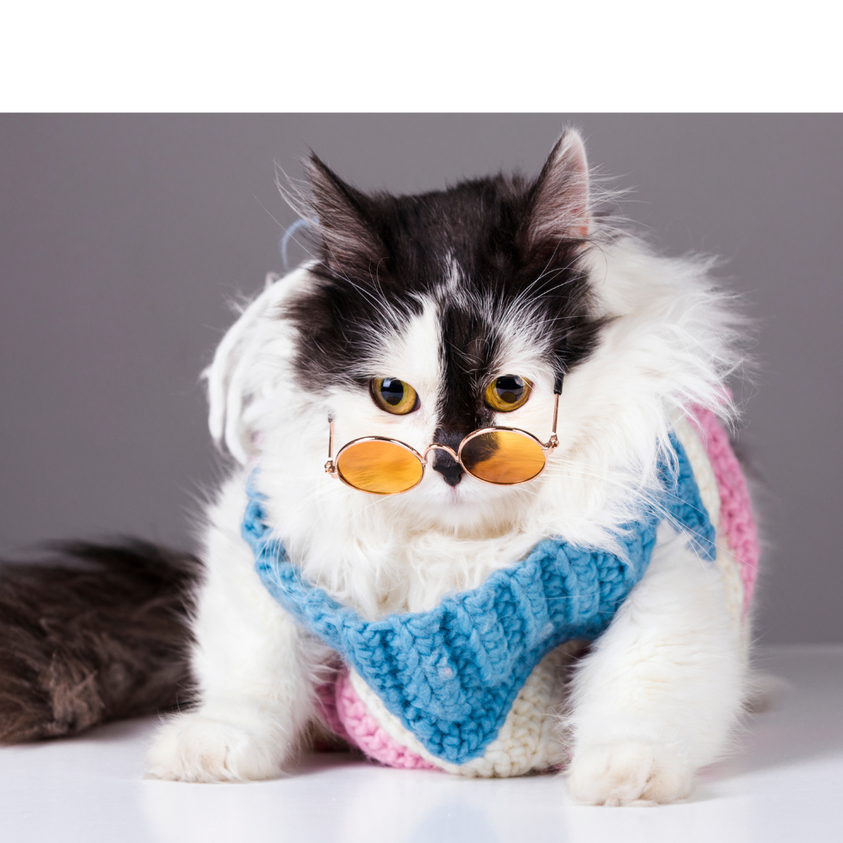 What to Consider When Getting a Cat | Part 1