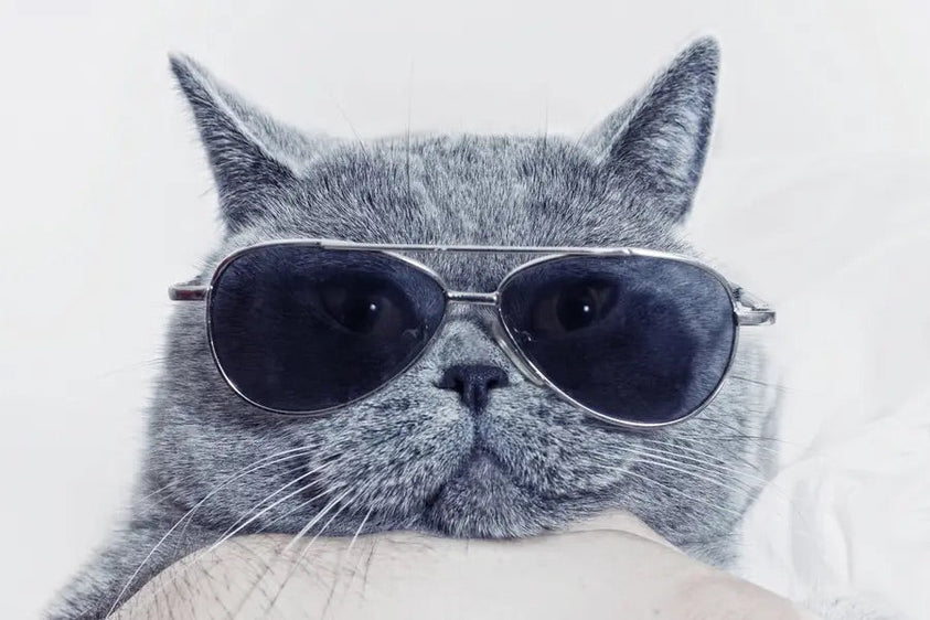 Everything to Know About Microchipping Your Cat