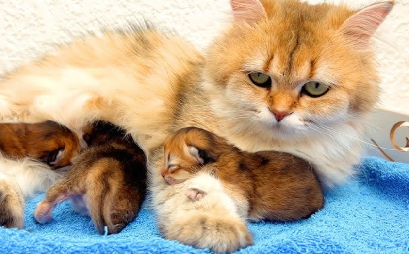 mum-with-kittens