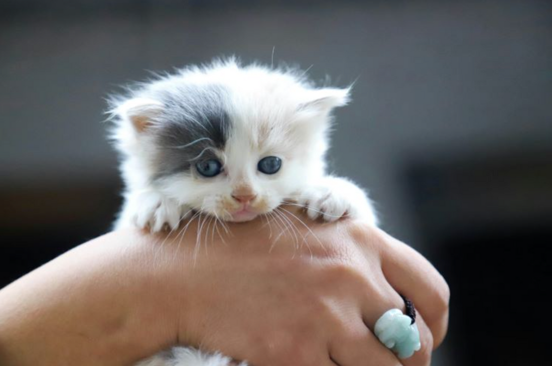 cat-in-hand