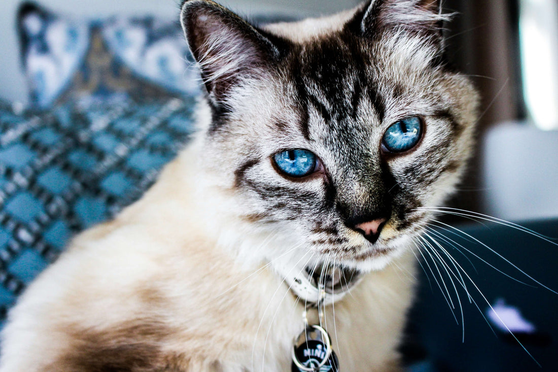 Can I Give My Cat Treats Every Day?