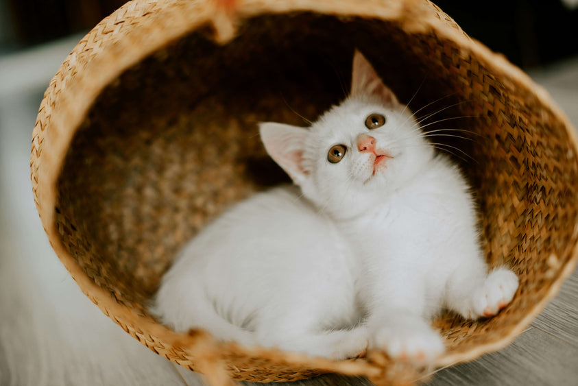 Can Kittens Eat Dry Food?