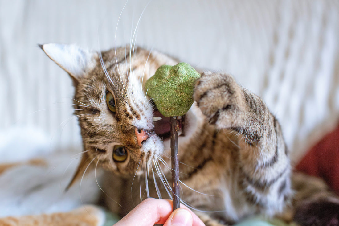 cat-eating-a-freeze-dried-cat-treat