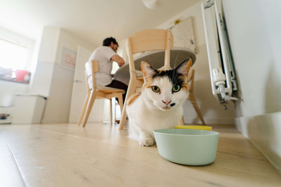 cat-eating-new-dry-cat-food