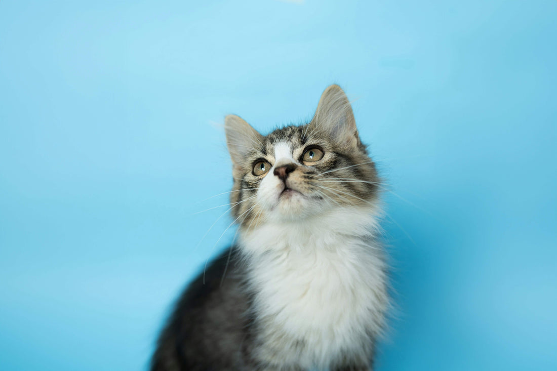 cat-waiting-for-treats