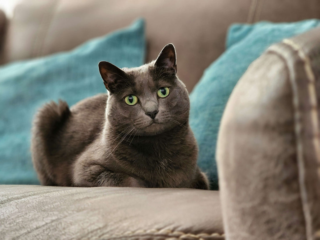 How to Prevent Obesity in British Shorthairs