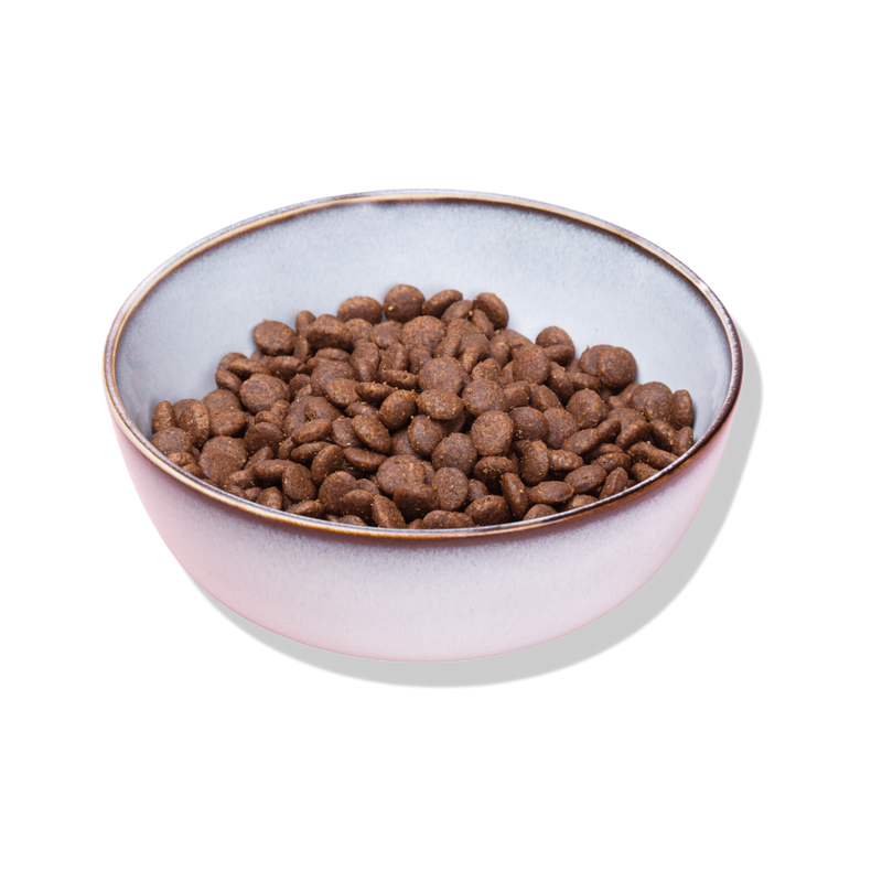 bowl of chicken with turkey dried cat kibble