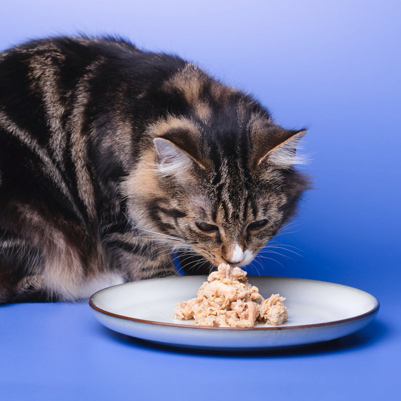 cat eating mackerel with squid wet cat food