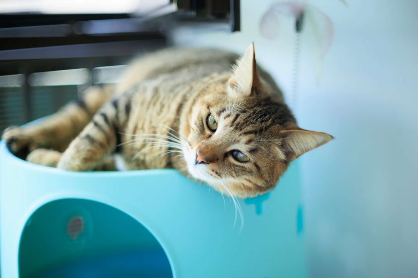 10-tips-for-new-domestic-shorthair-owners