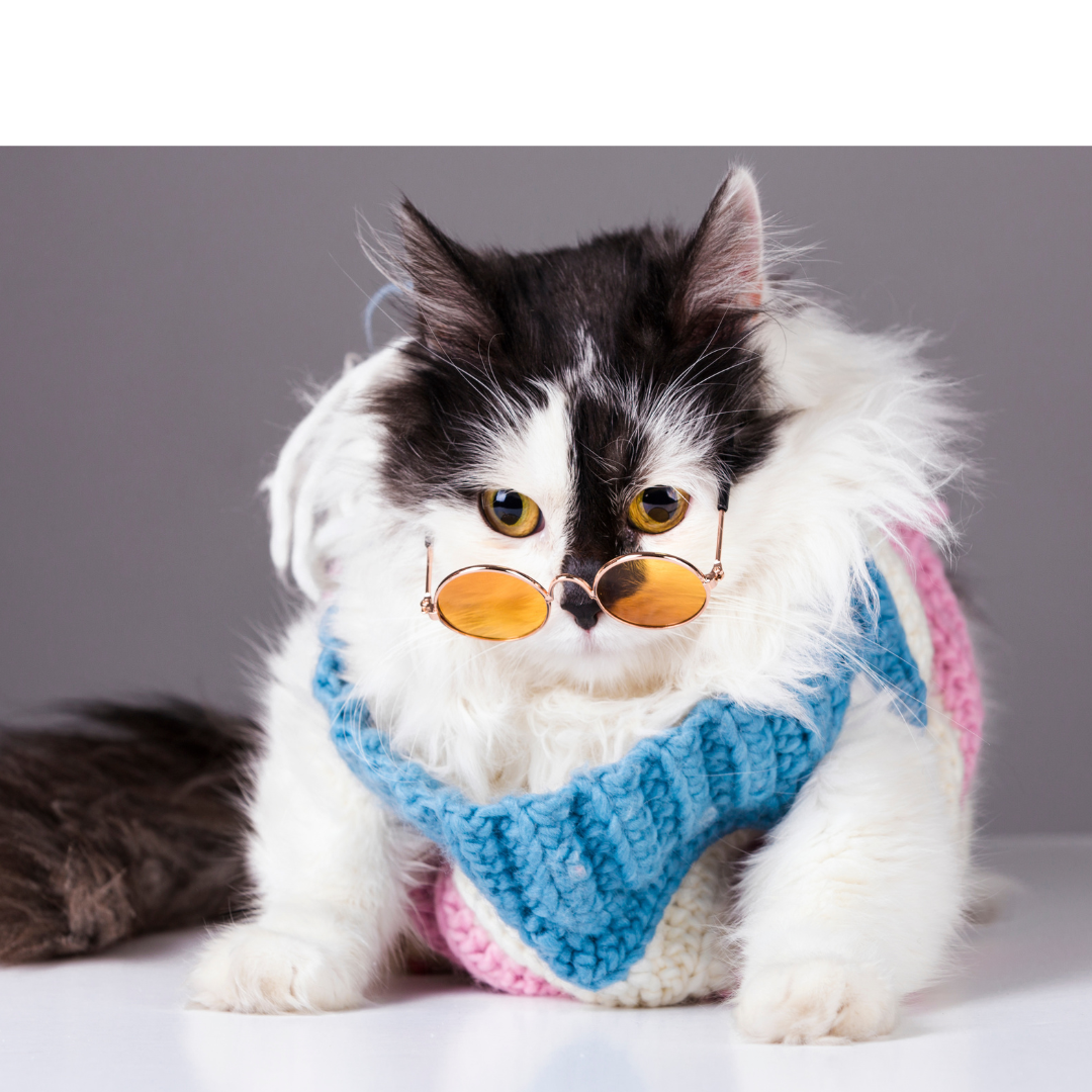 What to Consider When Getting a Cat | Part 1  