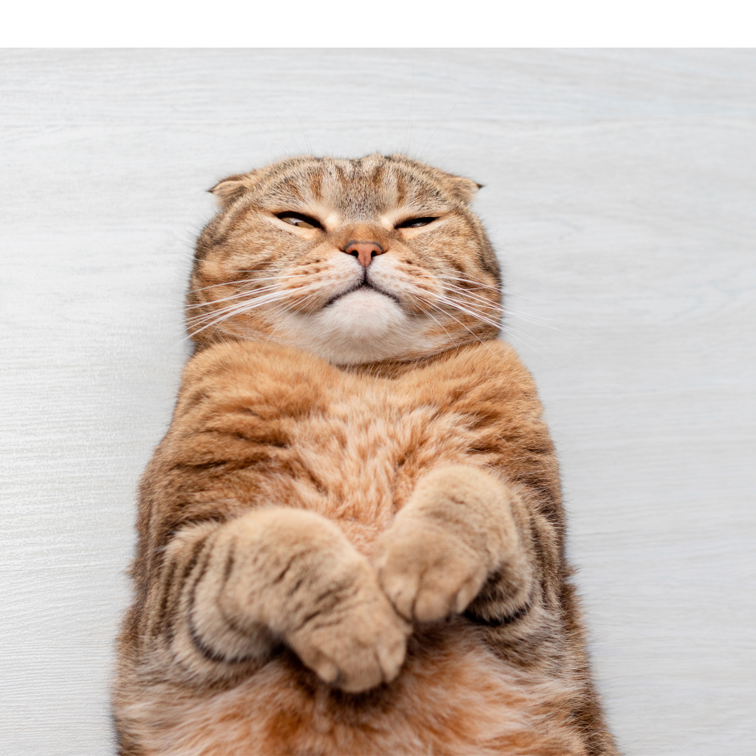 What To Consider When Getting a Cat | Part 3