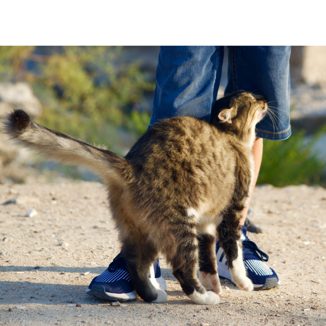 Understanding How Cats Communicate