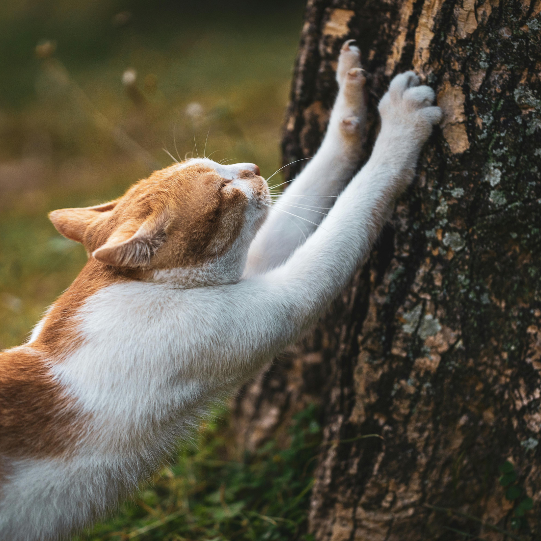 The Great Out-Paws: Keeping Outdoor Cats Safe