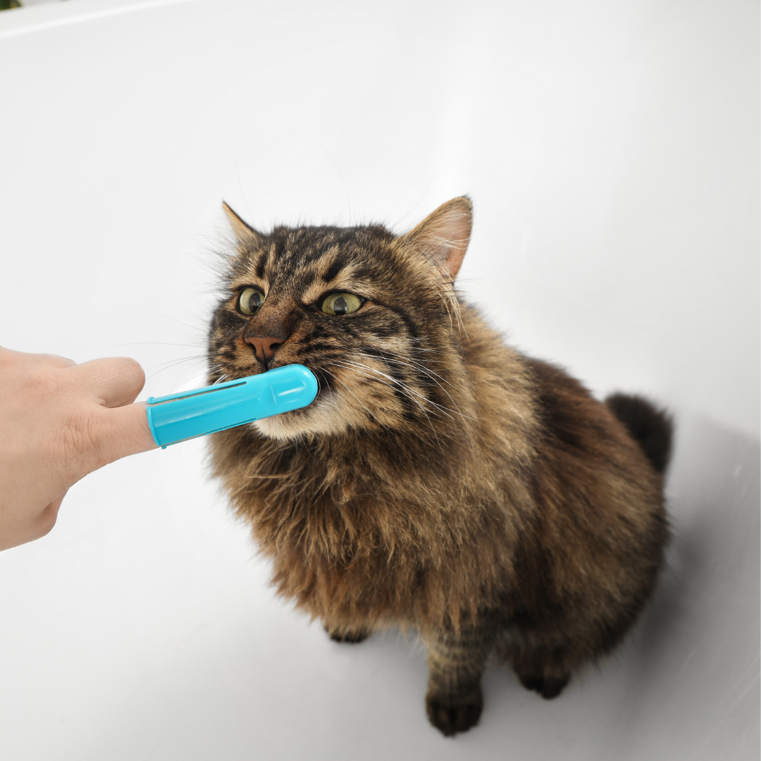 Best Way to Brush Your Cats Teeth