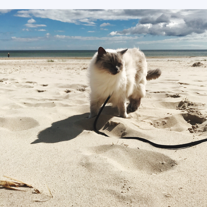 How to Keep Your Cat Safe This Summer