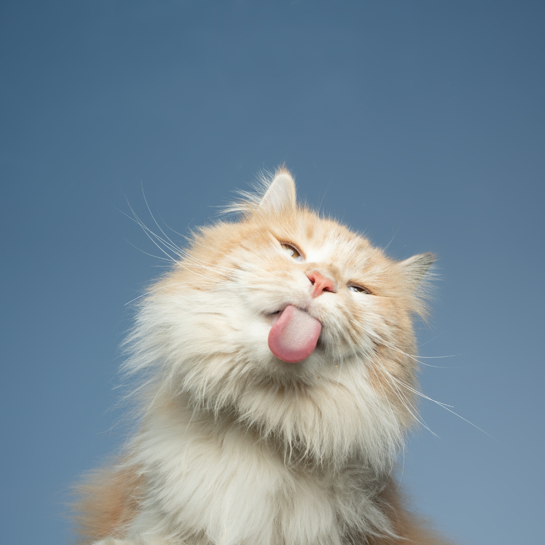 Tips For Interactive Play For Happy Cats | Fuzzball