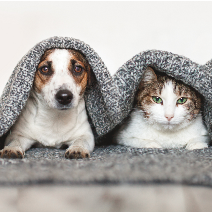 How to Build the Perfect Cat-Friendly Home