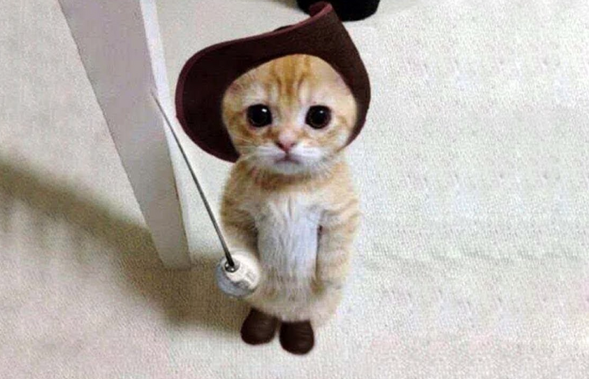 cat-with-sword