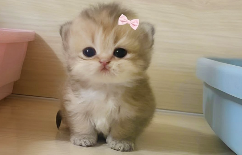 cat-with-bow