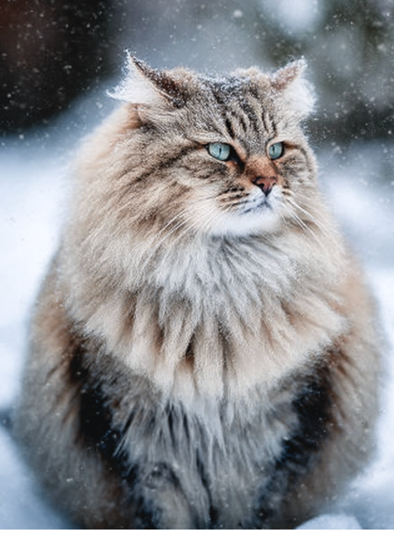 How to Keep Your Siberian's Coat Soft and Shiny