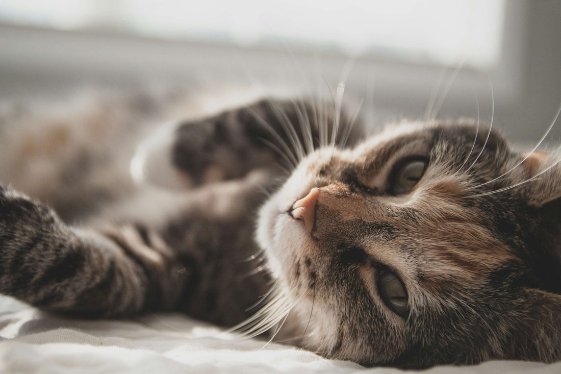 animal-by-products-in-cat-food