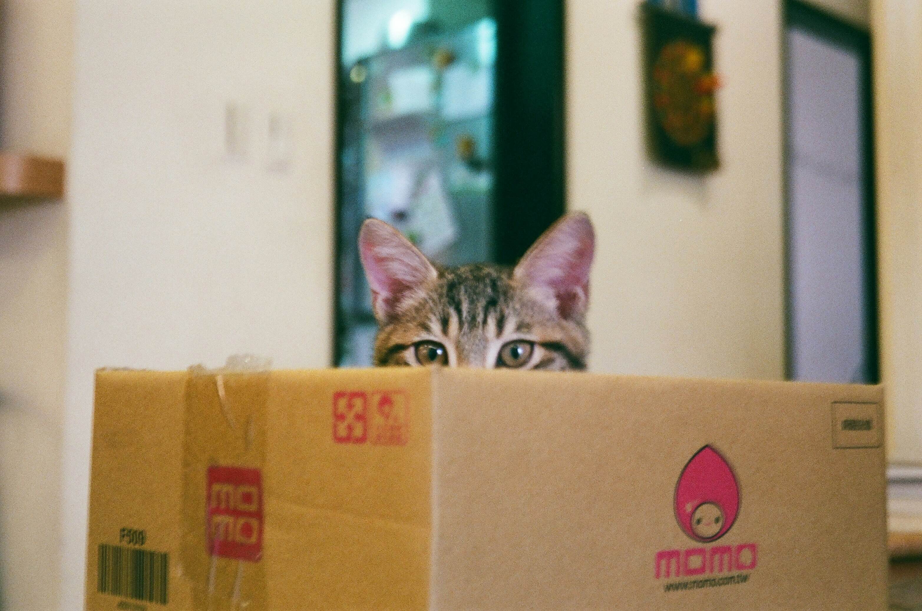 are-cat-food-subscriptions-better-than-buying-in-bulk