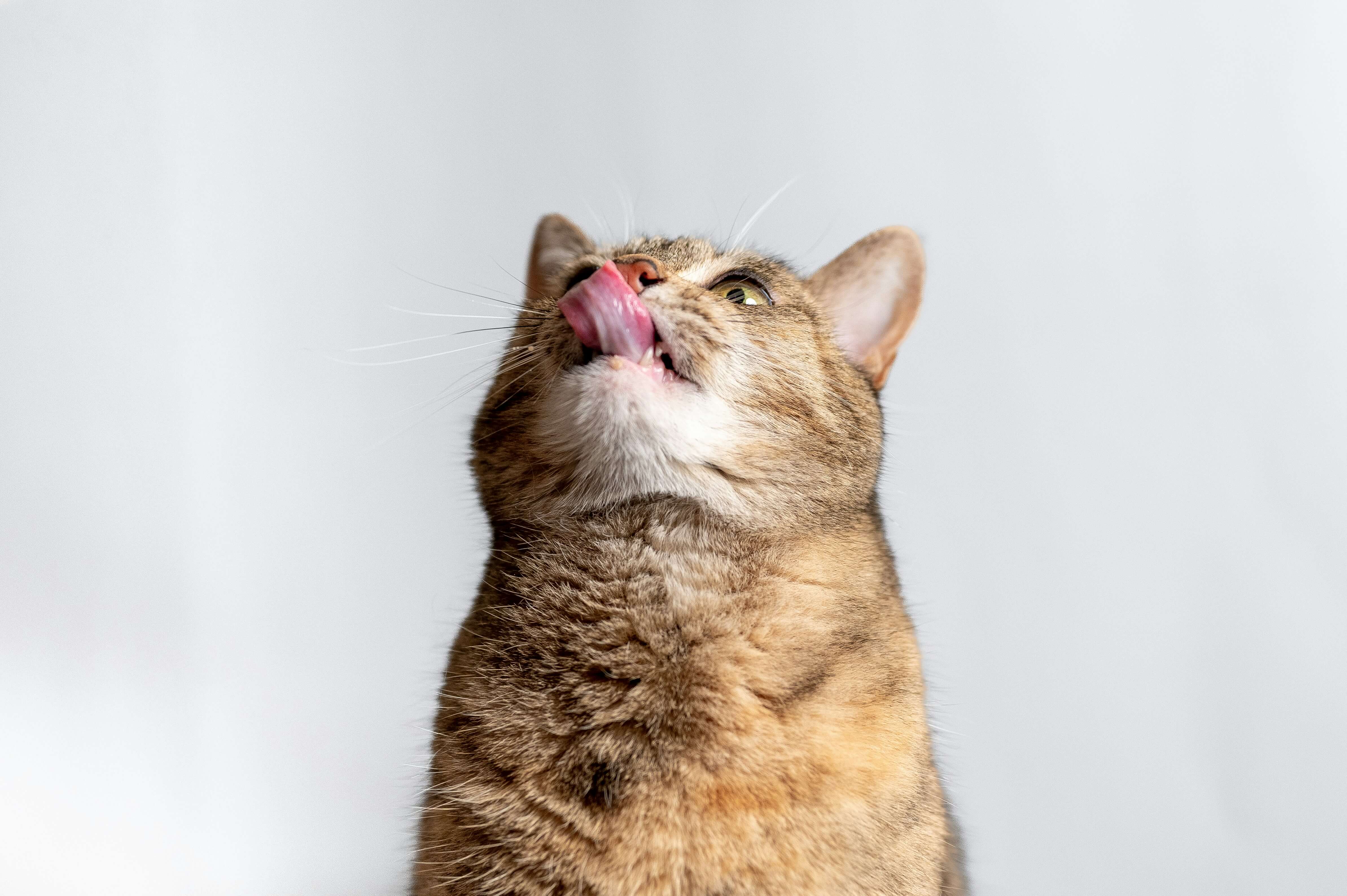are-cat-food-subscriptions-eco-friendly