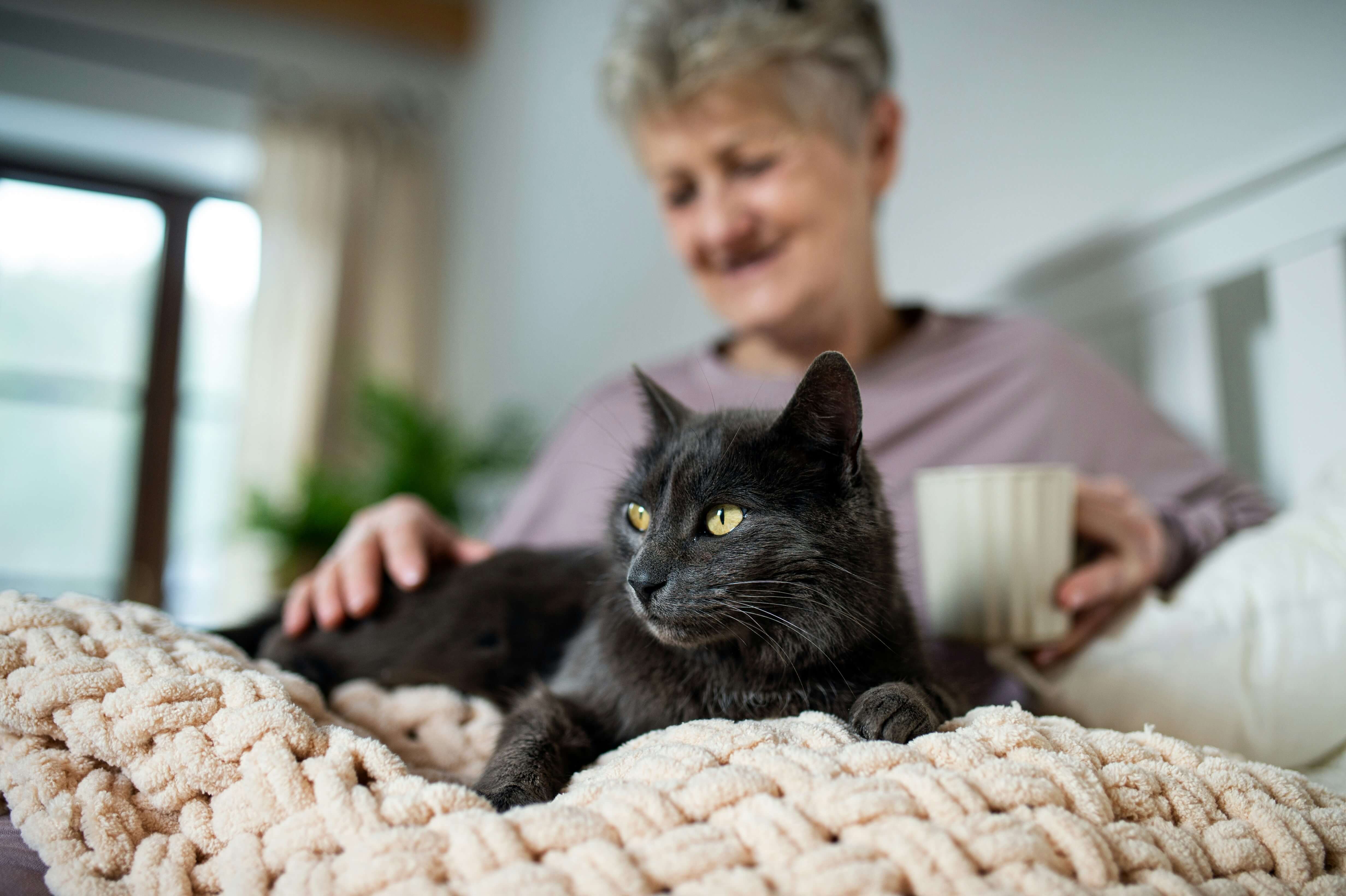 are-cat-food-subscriptions-good-for-senior-cats