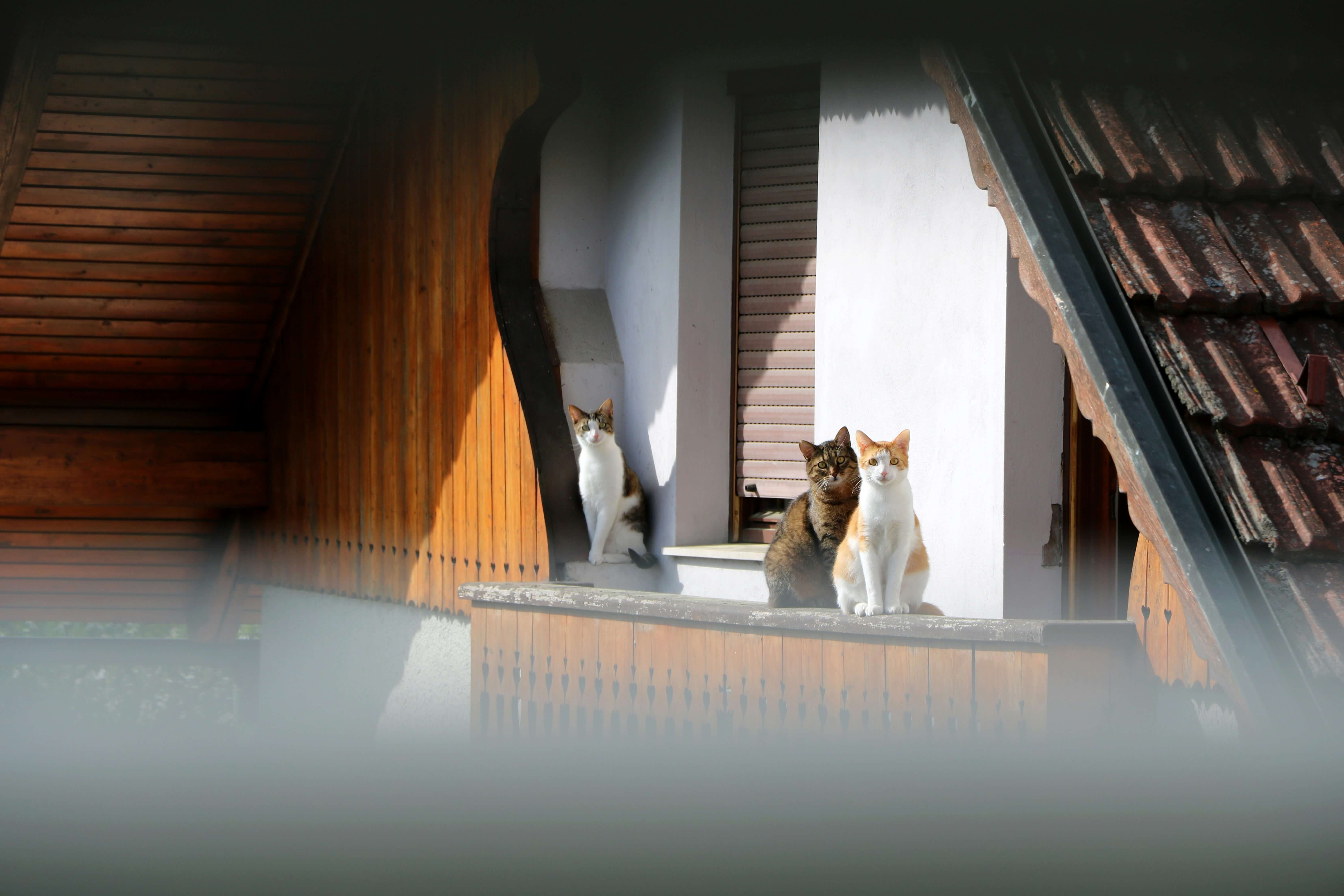are-cat-food-subscriptions-worth-it-for-multiple-cats