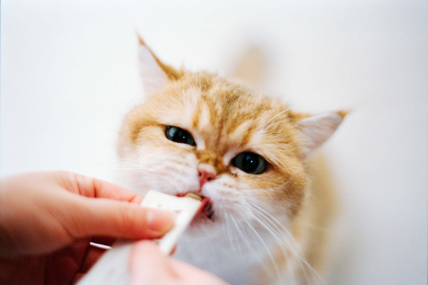 are-freeze-dried-cat-treats-grain-free