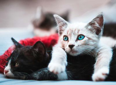 Are Freeze-Dried Treats Safe For Cats?