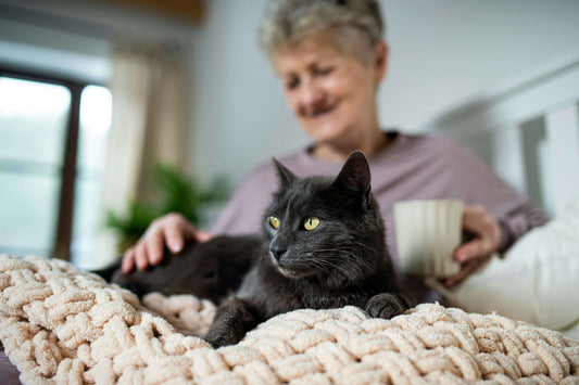 senior cat on bed with owner