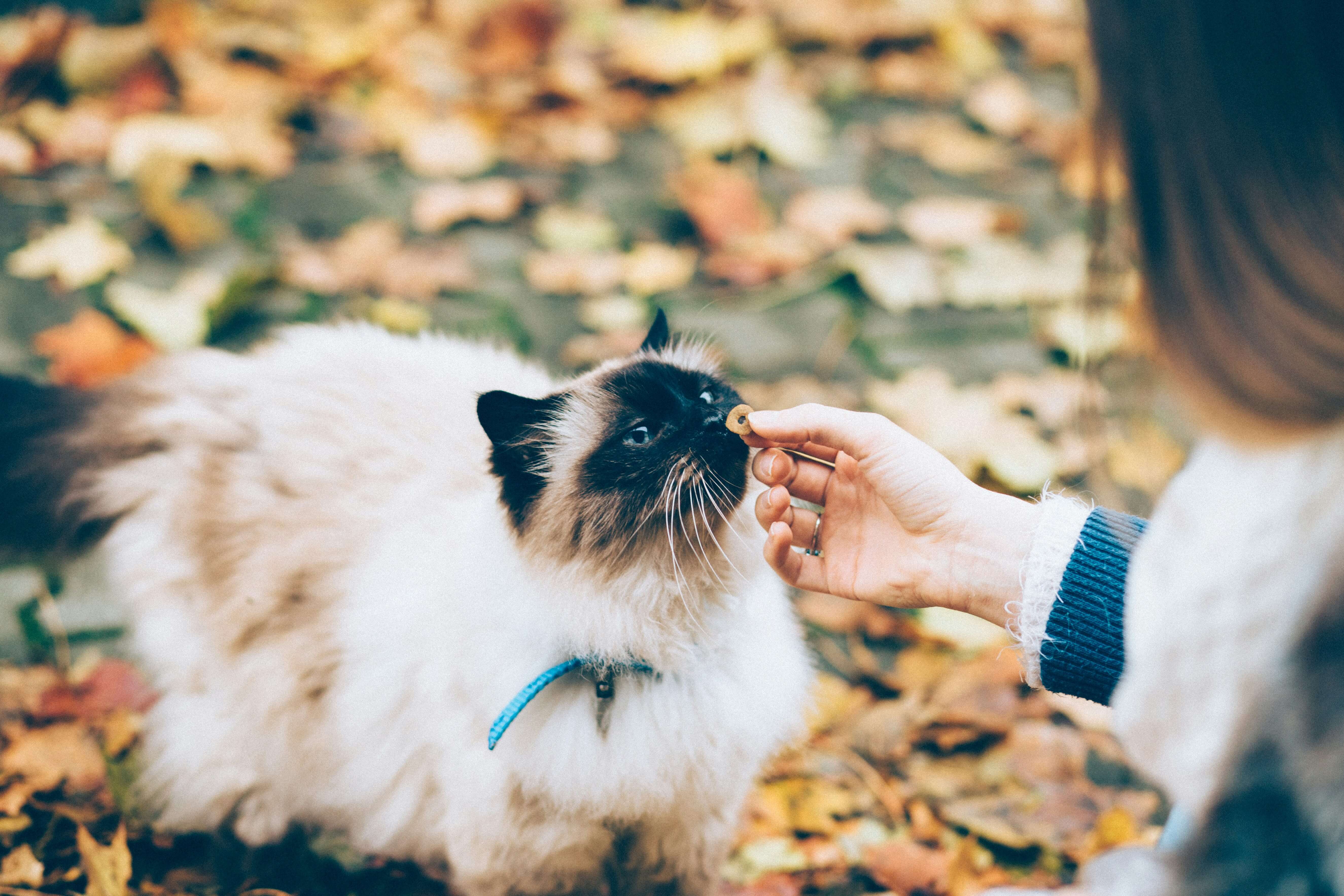 are-there-any-risks-to-feeding-freeze-dried-treats