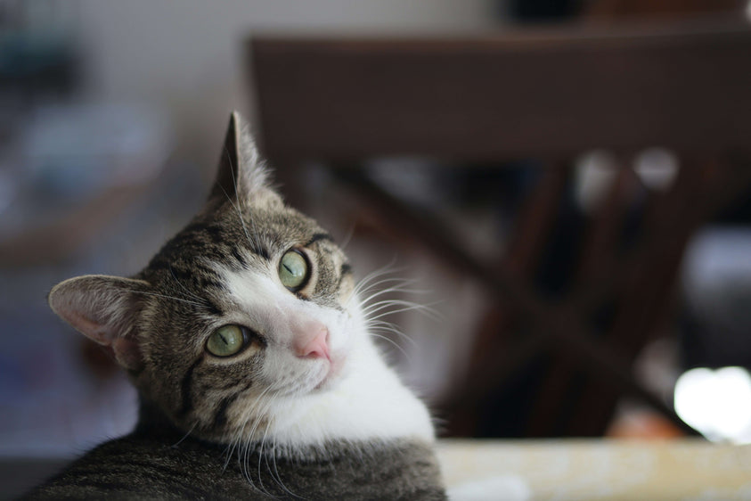 benefits-of-a-consistent-diet-with-a-cat-food-subscription