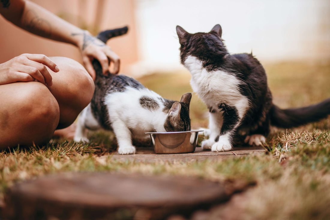 benefits-of-feeding-cats-on-consistent-schedule