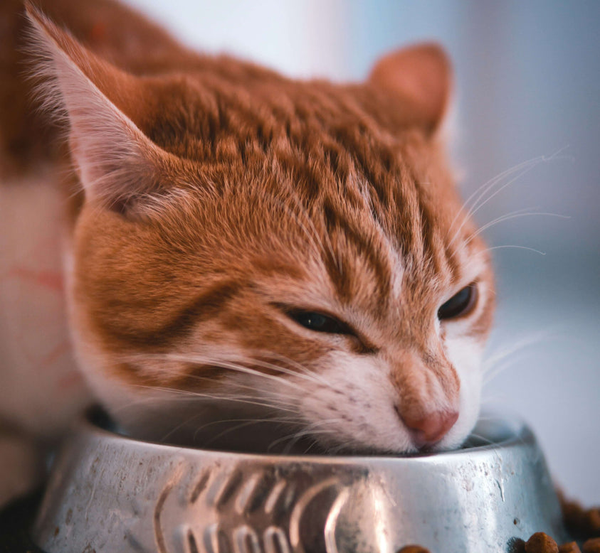 best-bowls-for-feeding-your-cat