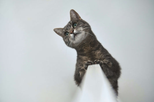 The Best Way to Measure Portions of Dry Cat Food