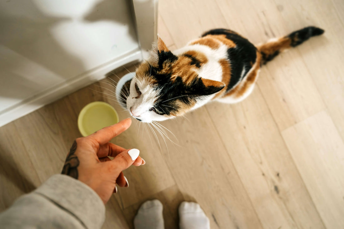 can-cat-food-subscriptions-help-with-food-transition