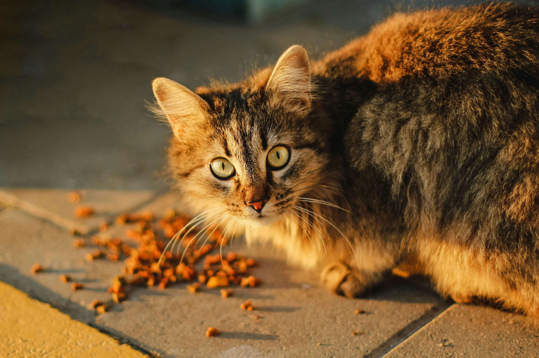 can-dry-cat-food-cause-constipation-in-cats