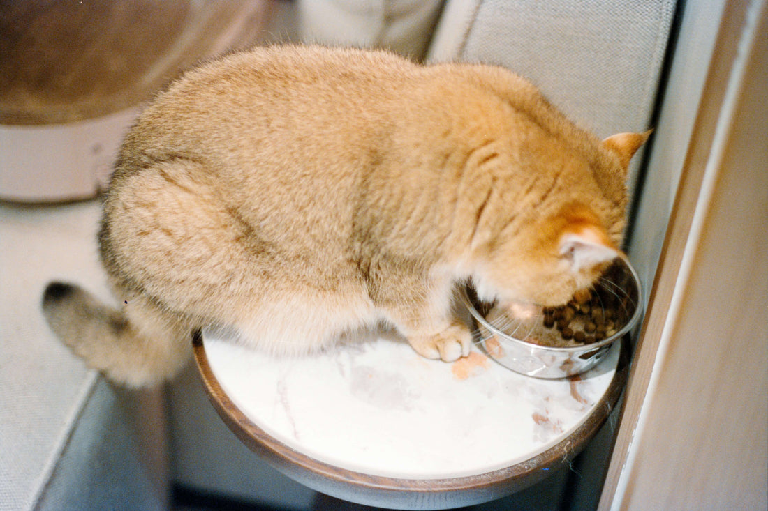 can-dry-cat-food-cause-obesity-in-cats
