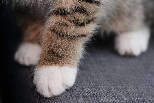 Can Dry Cat Food Help Control Your Cat’s Weight?
