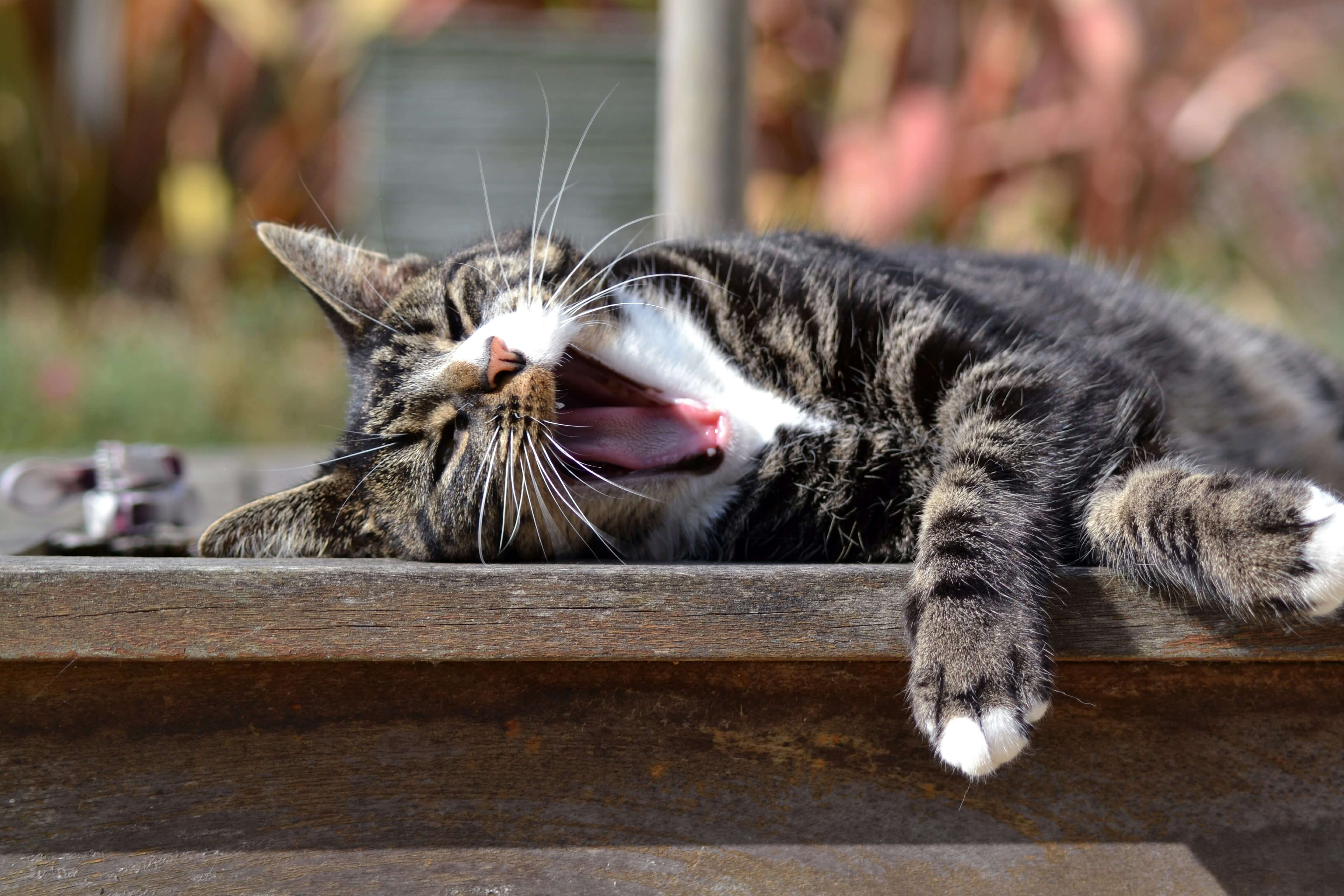 can-dry-cat-food-help-with-bad-breath-and-gum-health