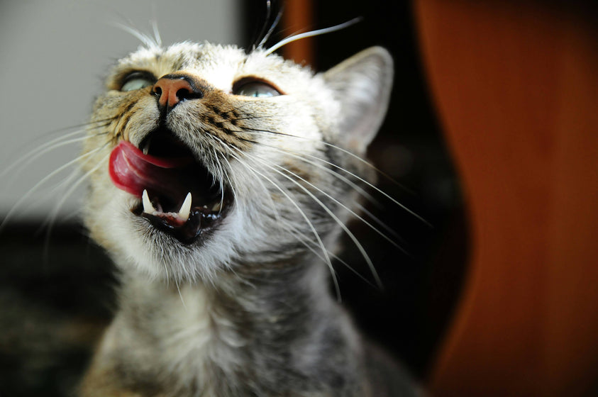can-dry-cat-food-help-with-digestive-issues