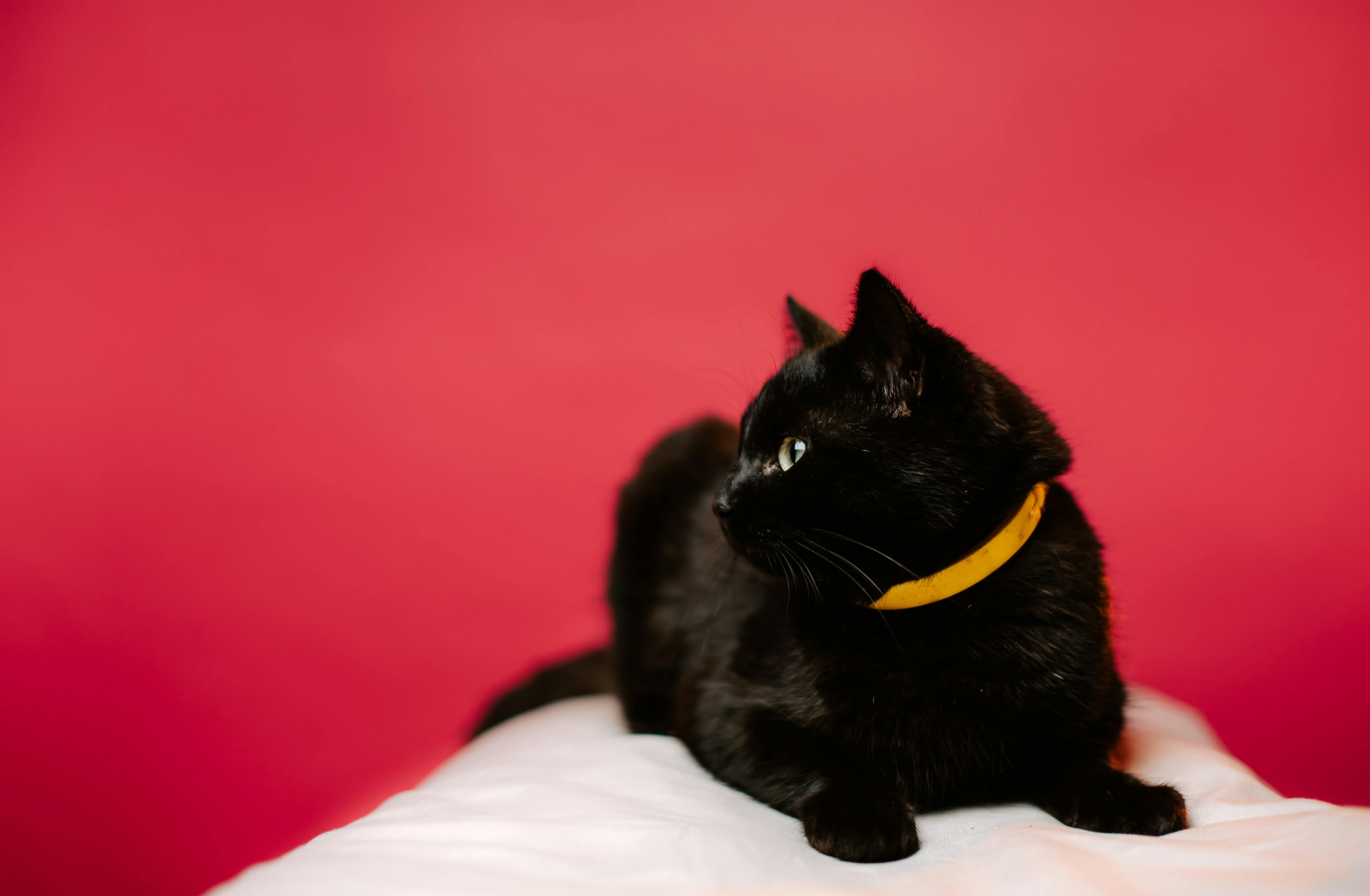 Can Dry Cat Food Improve Your Cat’s Coat and Skin?
