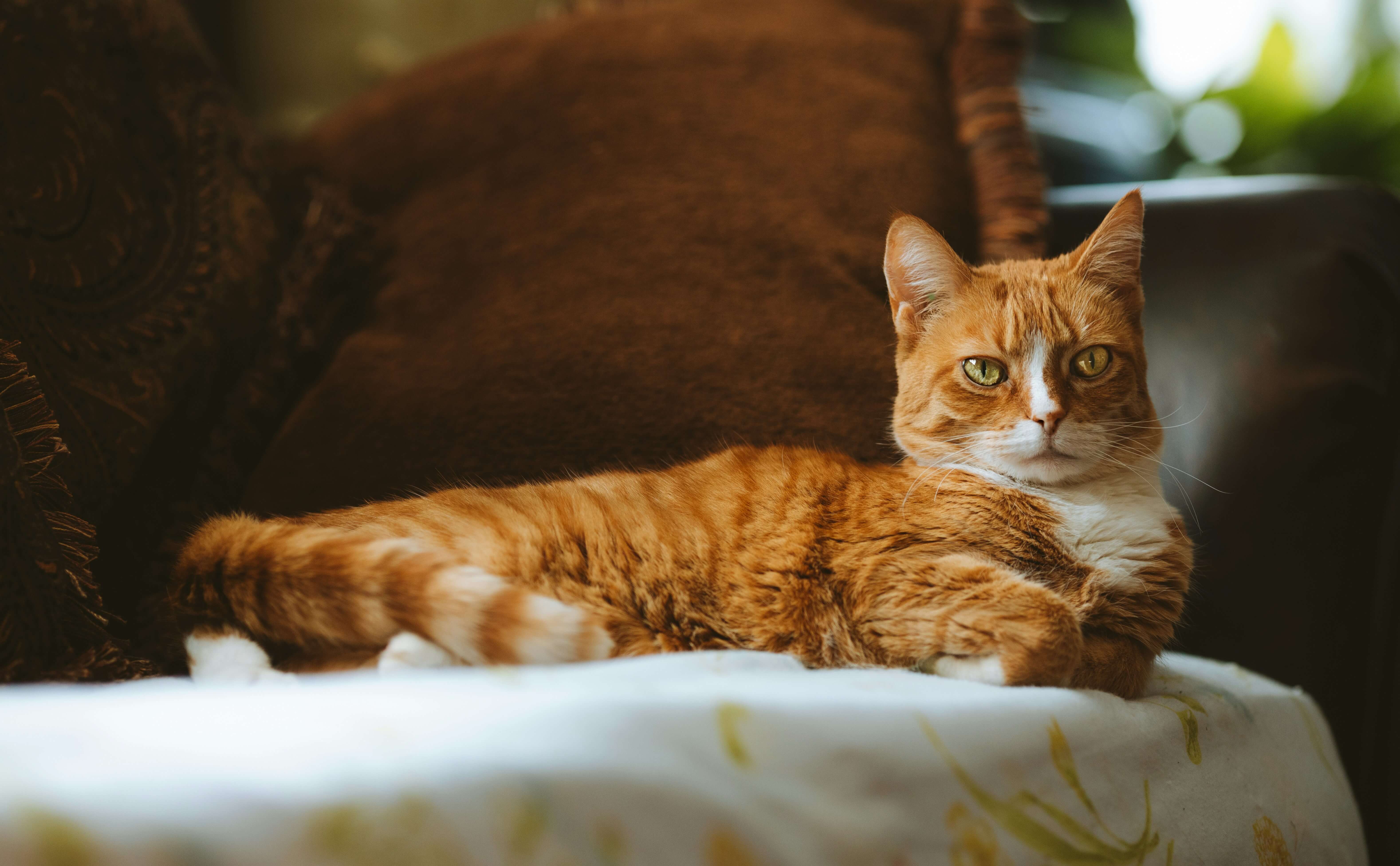 Can Dry Cat Food Support a Cat’s Immune System?