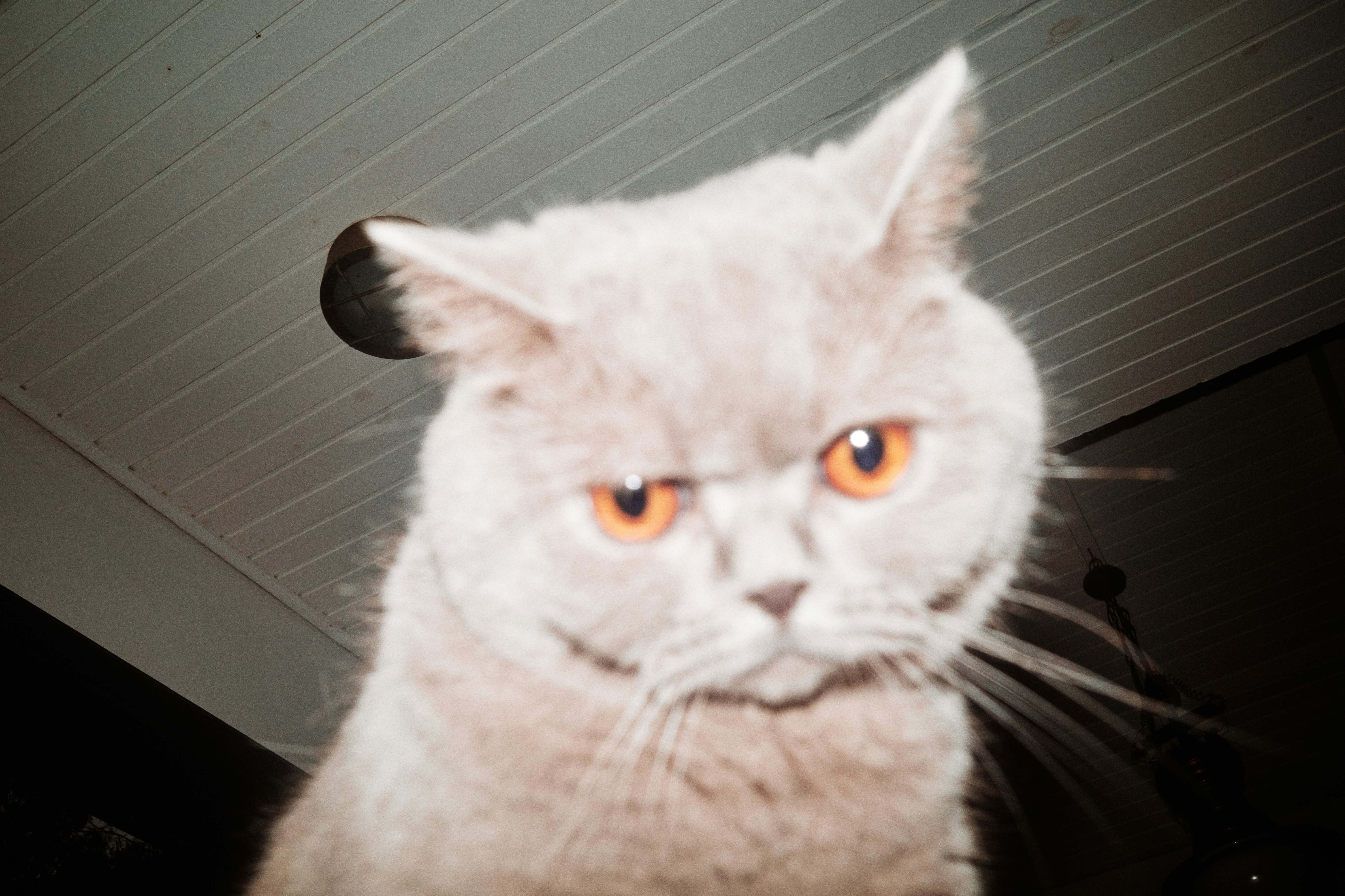 Can Freeze-Dried Treats Replace Fresh Meat in a Cat’s Diet?