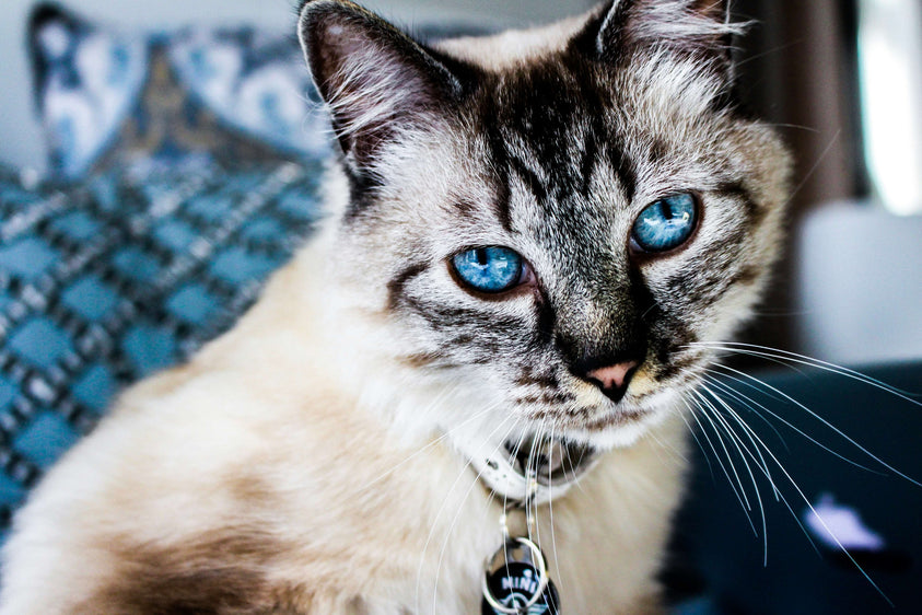 Can I Give My Cat Treats Every Day?