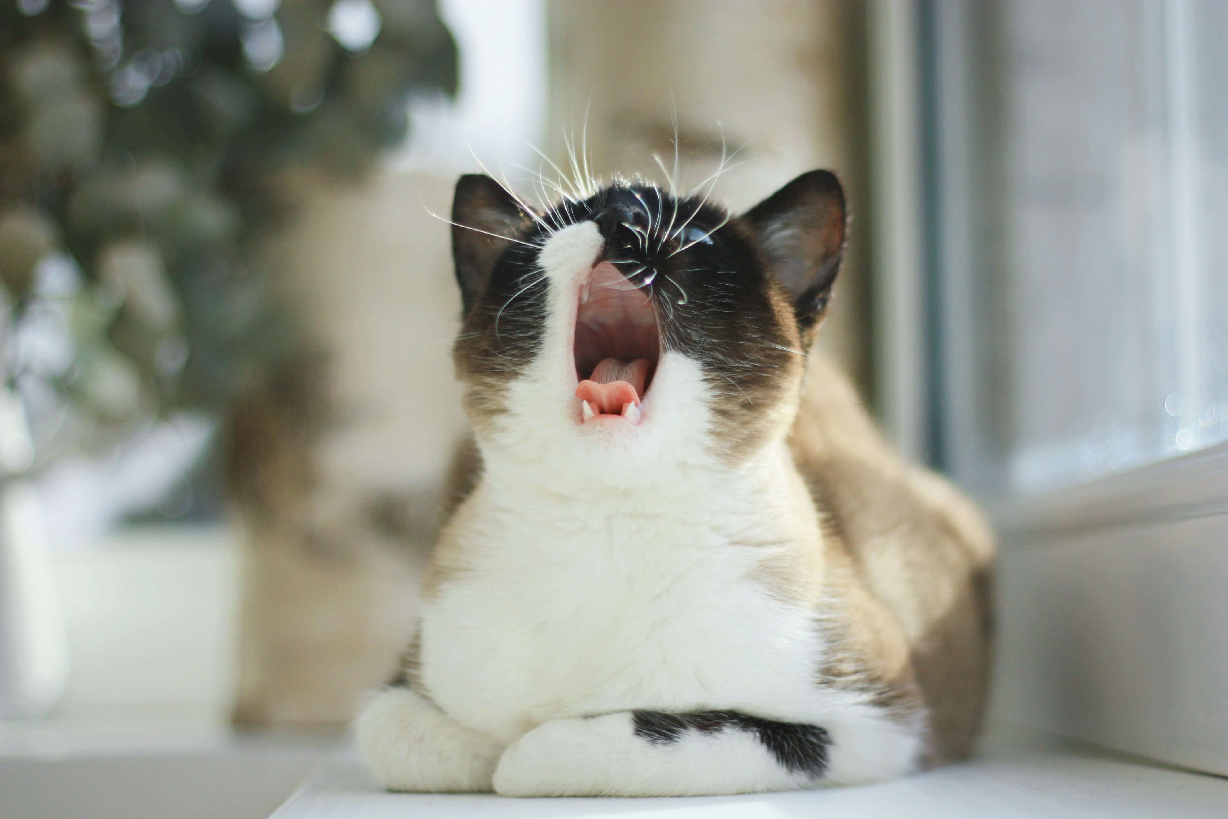 can-right-cat-food-help-with-anxiety-in-cats