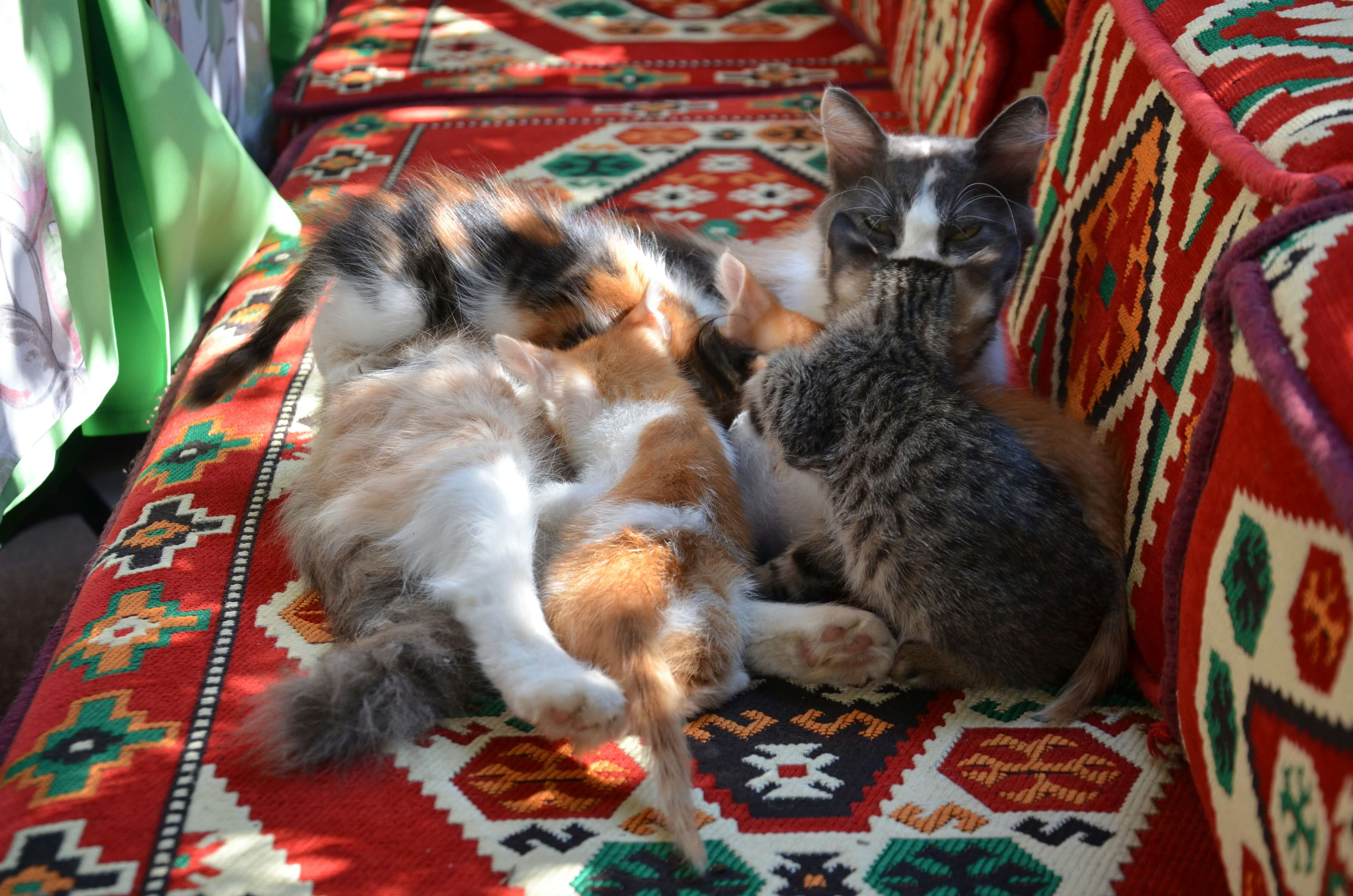 can-stress-affect-how-much-your-cat-eats