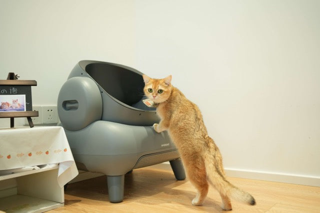 can-wet-cat-food-help-cats-with-constipation